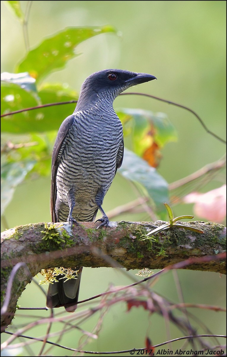 Andaman Cuckooshrike - Albin Jacob