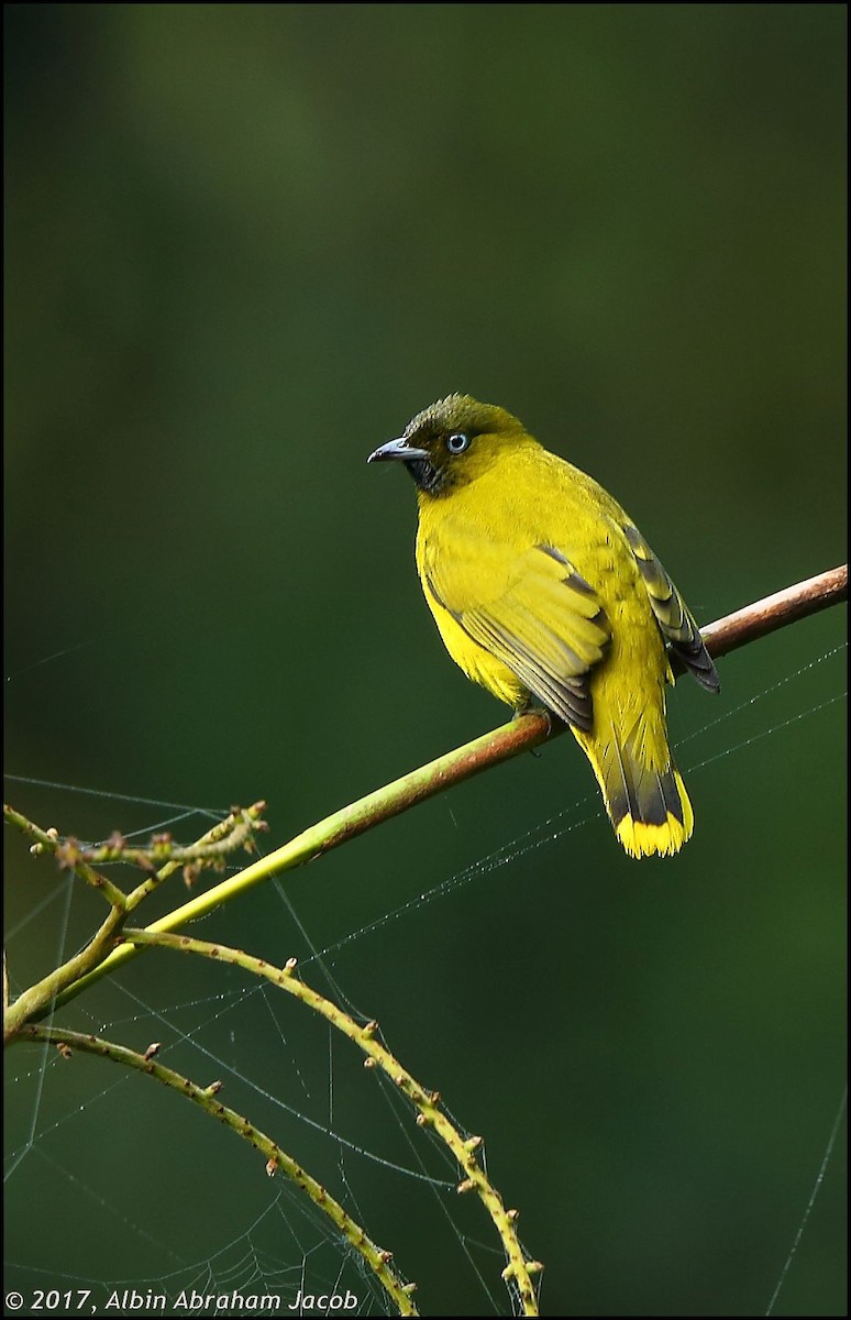 Andaman Bulbul - Albin Jacob