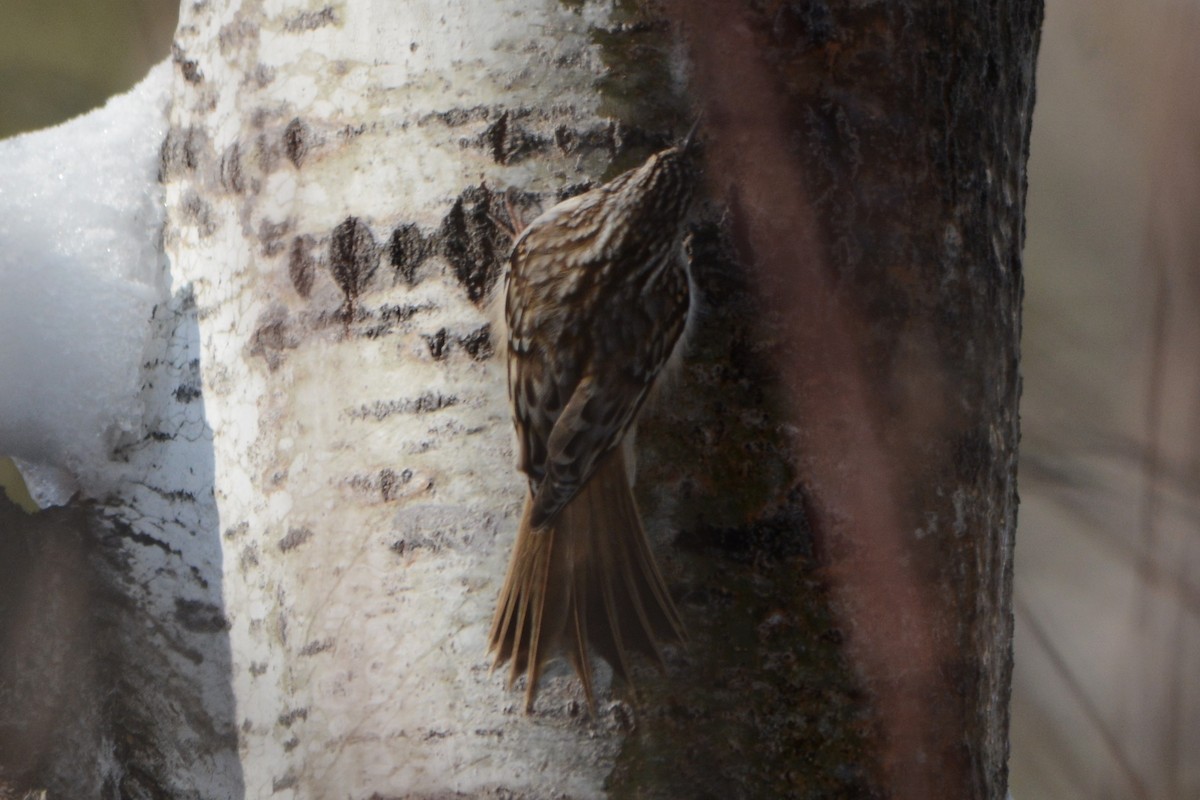 Brown Creeper - Steve Mierzykowski