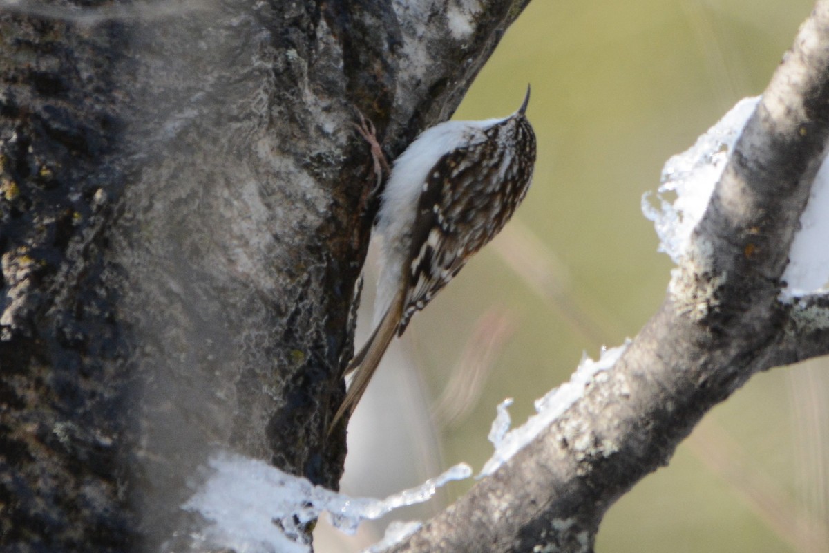 Brown Creeper - ML78394371