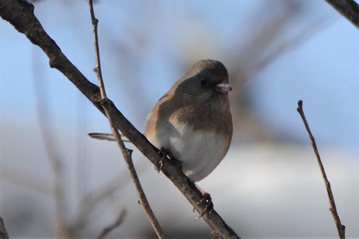 Junco Ojioscuro - ML78394391