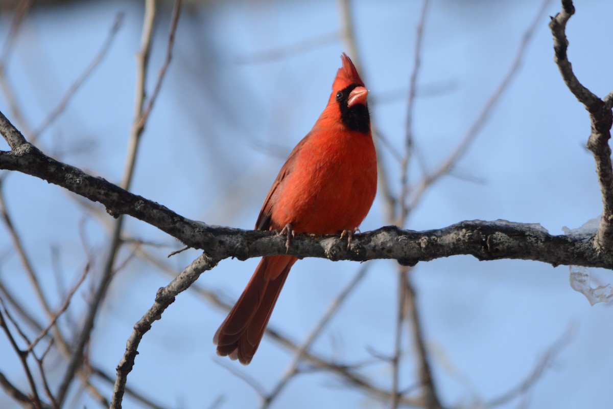 Cardinal rouge - ML78394411