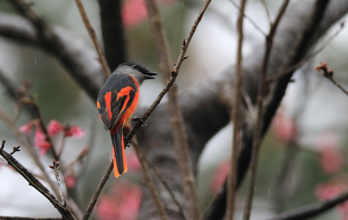 Gray-chinned Minivet - ML78394501