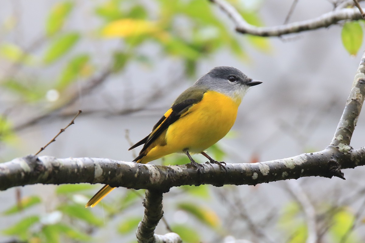 Gray-chinned Minivet - ML78394521