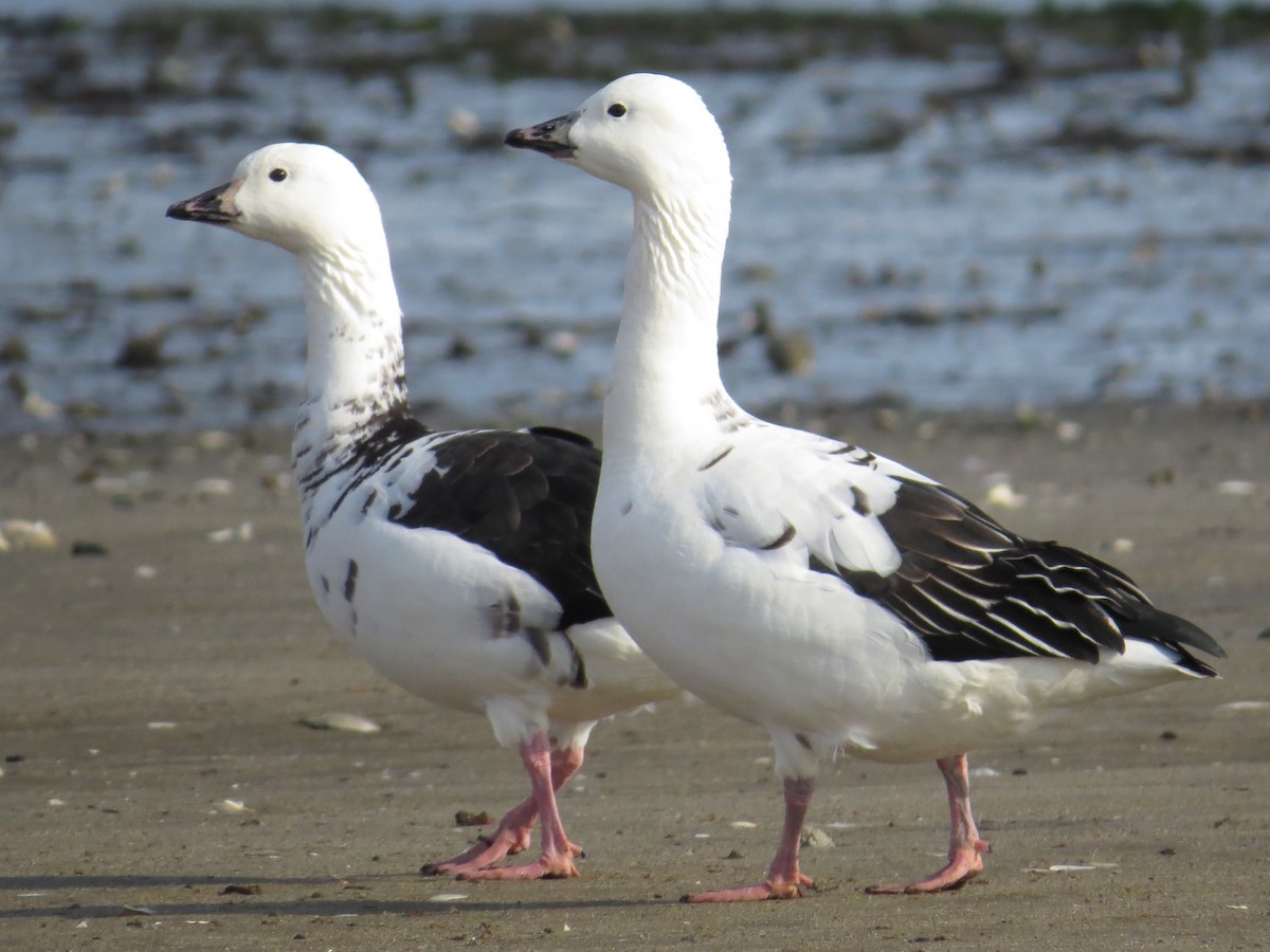 Snow Goose x Brant (hybrid) - MI YU