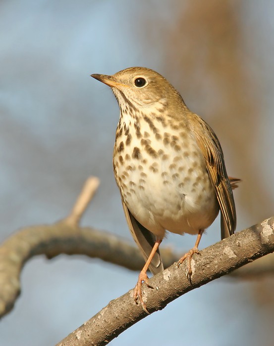 Hermit Thrush - ML78397461