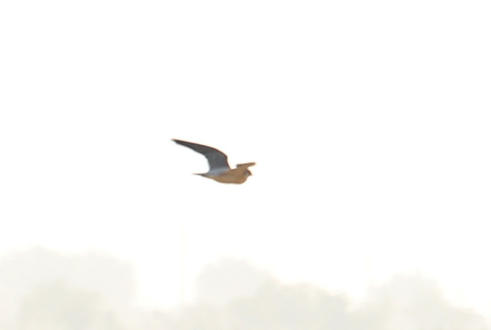 Peregrine Falcon (Barbary) - Gaurang Bagda