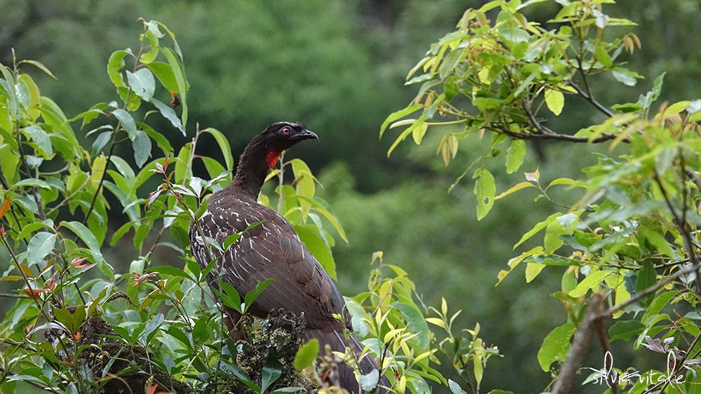 Pénélope des yungas - ML78400331