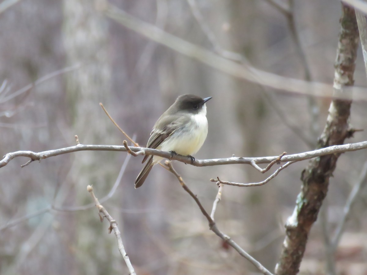 Eastern Phoebe - ML78402191