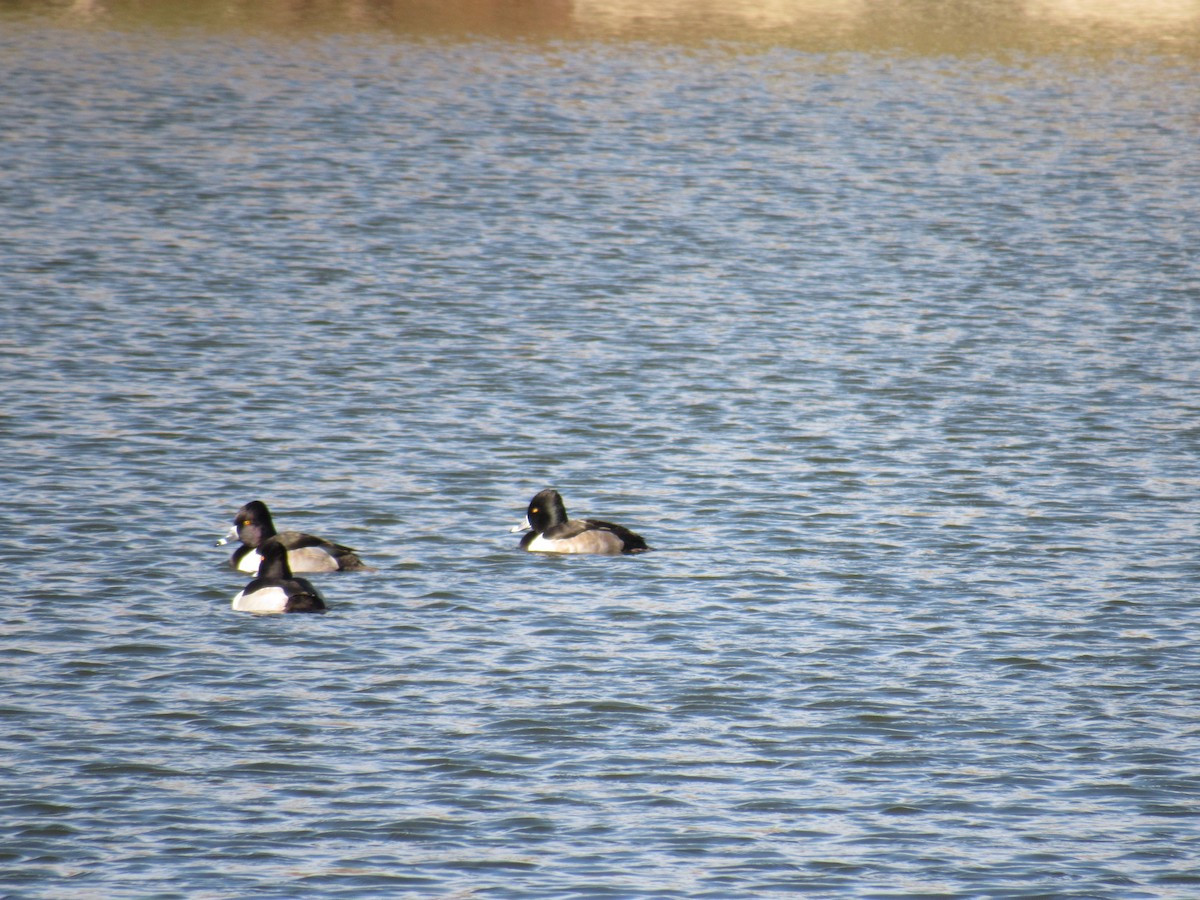 Ringschnabelente - ML78402971