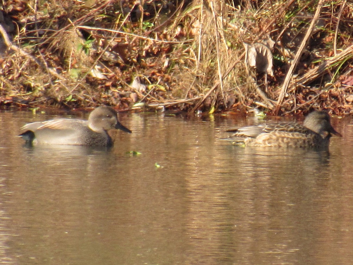 Schnatterente - ML78403071