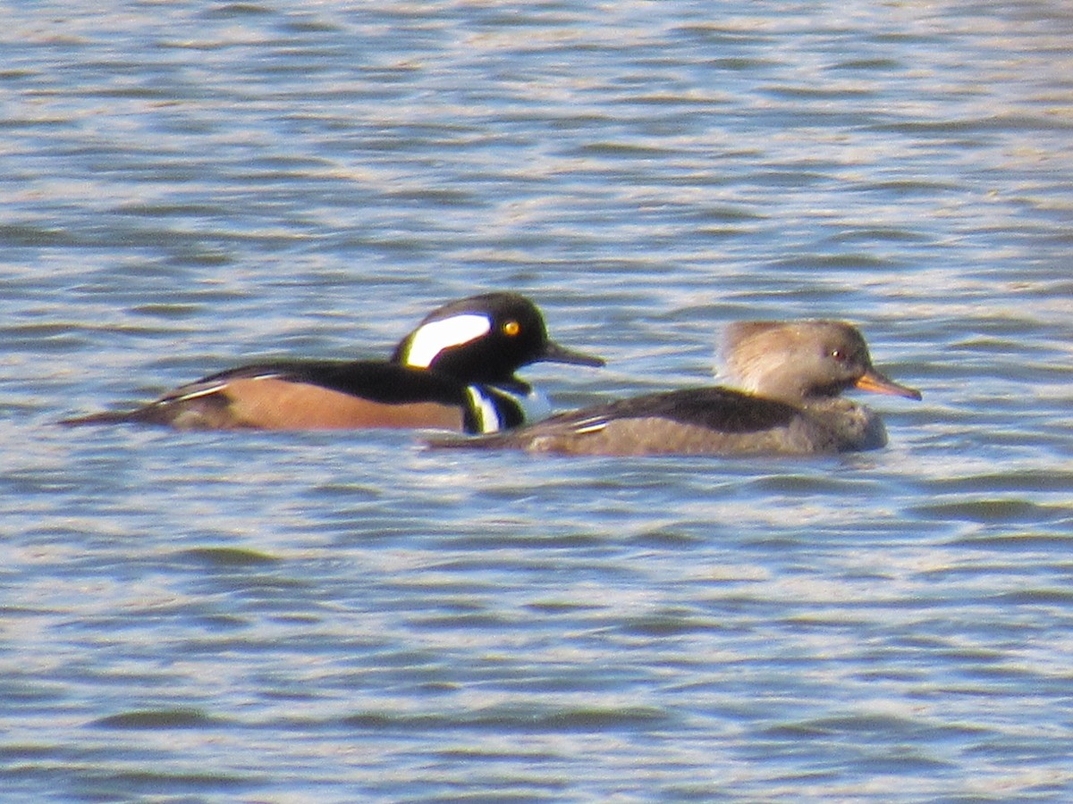 Kappensäger - ML78403161