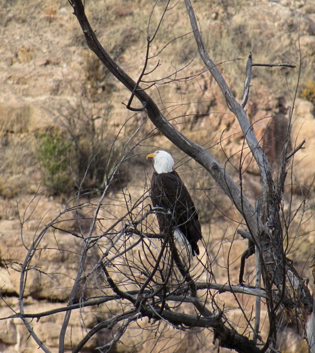 Bald Eagle - ML78403481