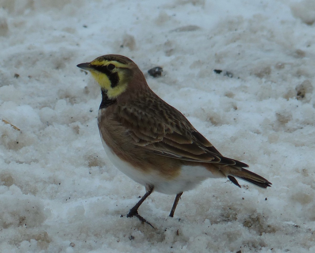 Horned Lark - Alain Sylvain