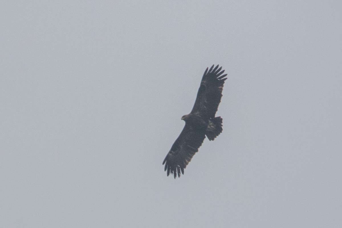 Greater Spotted Eagle - ML78405261