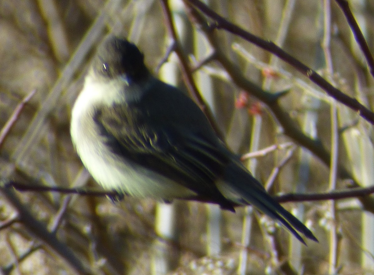 Eastern Phoebe - Ken Carman