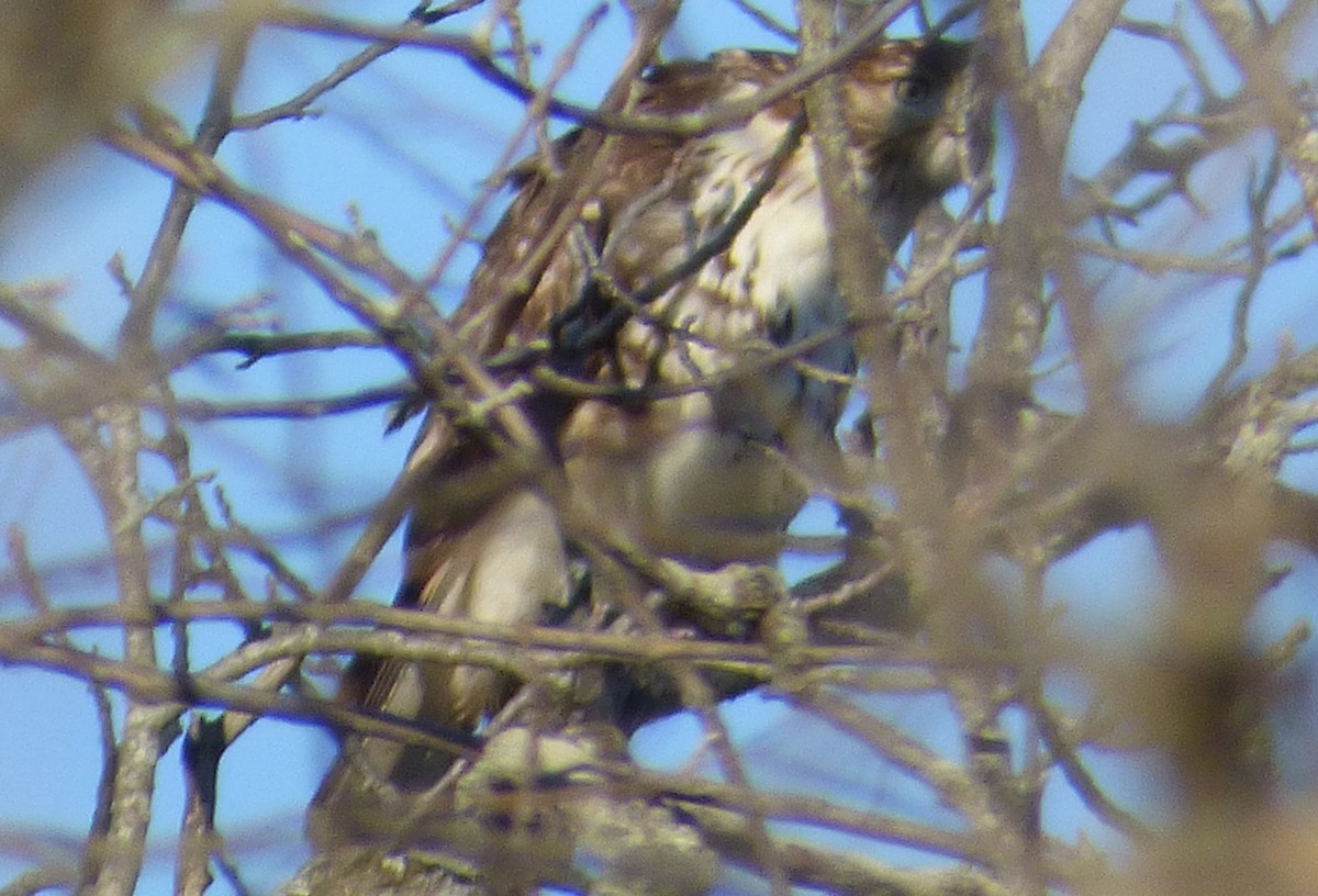 Red-tailed Hawk - ML78405411