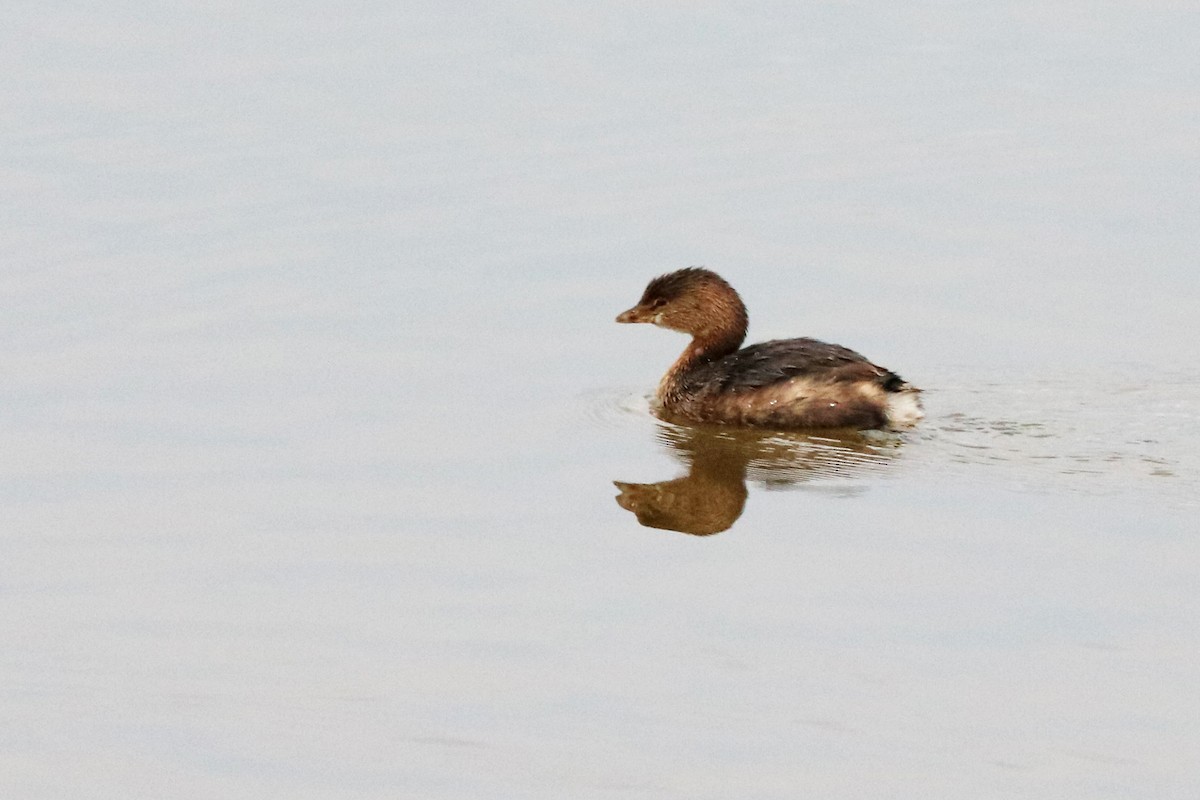 Pied-billed Grebe - Colin Sumrall