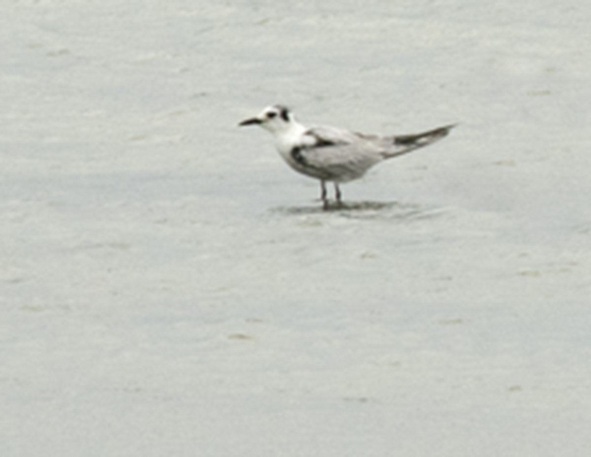 White-winged Tern - ML78406461