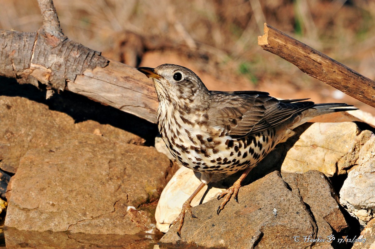 Mistle Thrush - Carl  Hawker