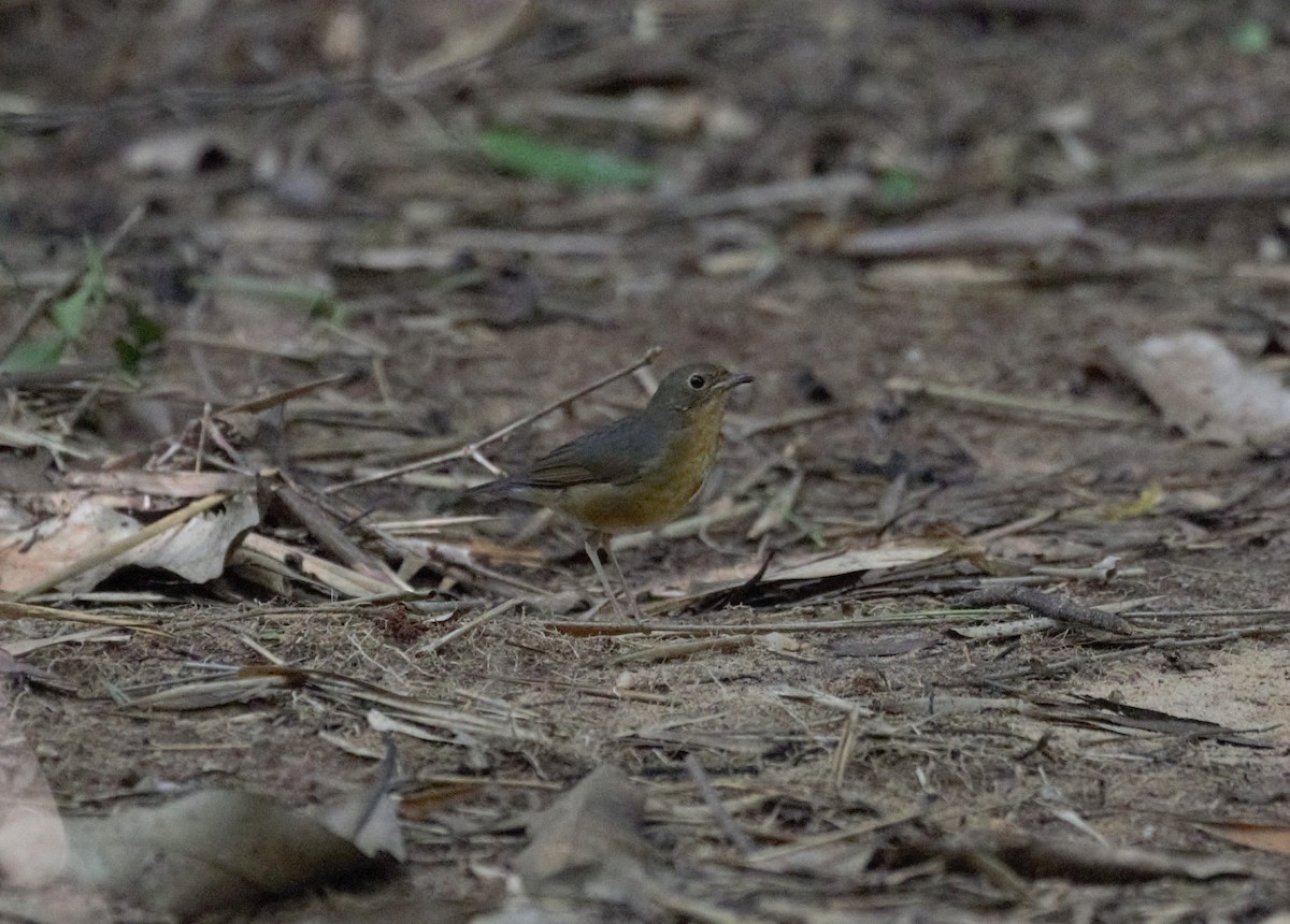 Indian Blue Robin - ML78408661