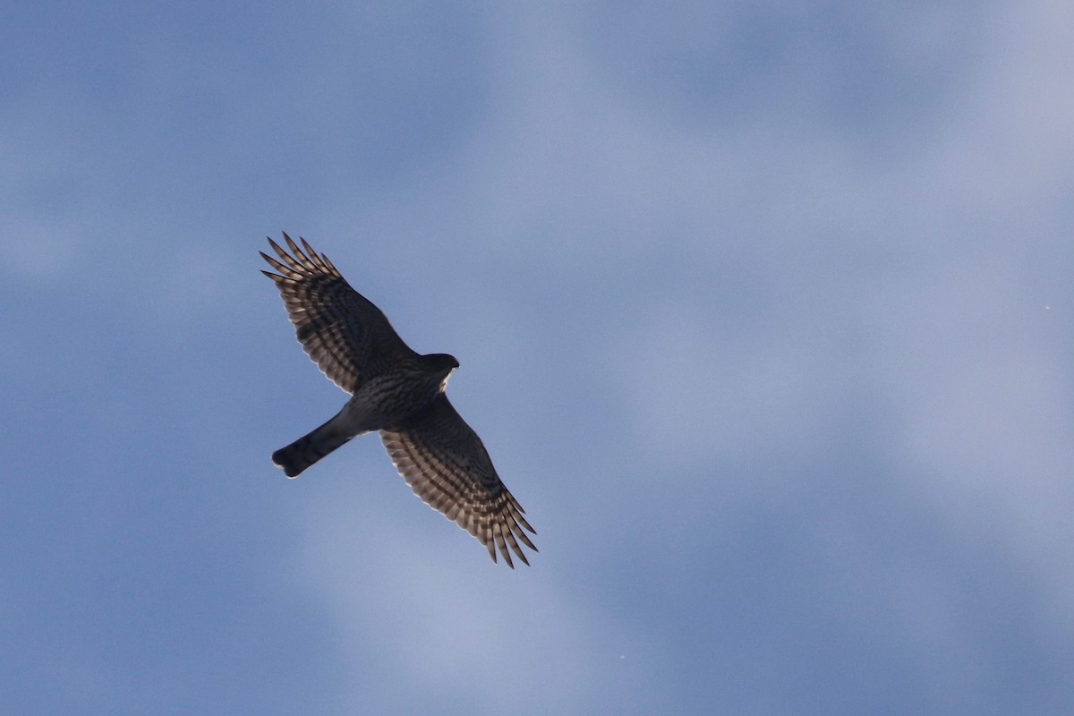 Sharp-shinned Hawk - ML78409621