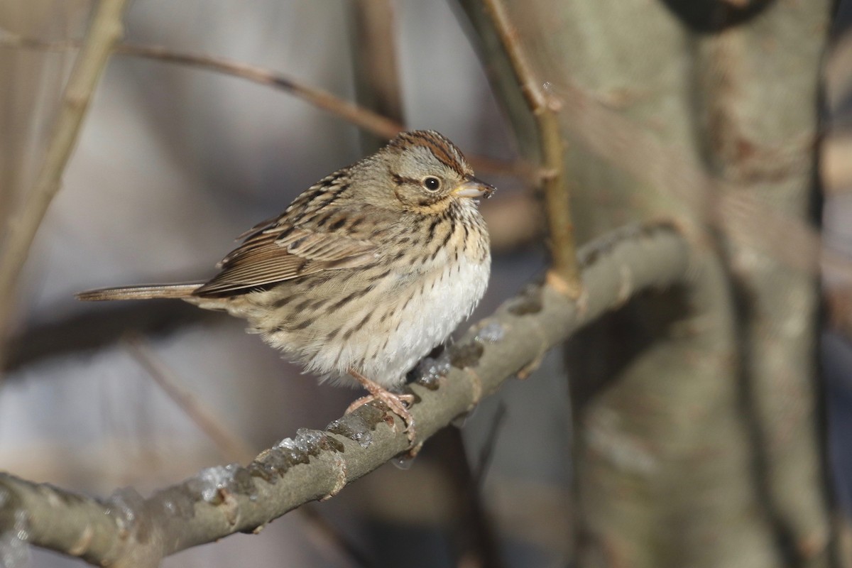 Lincoln's Sparrow - Alvan Buckley