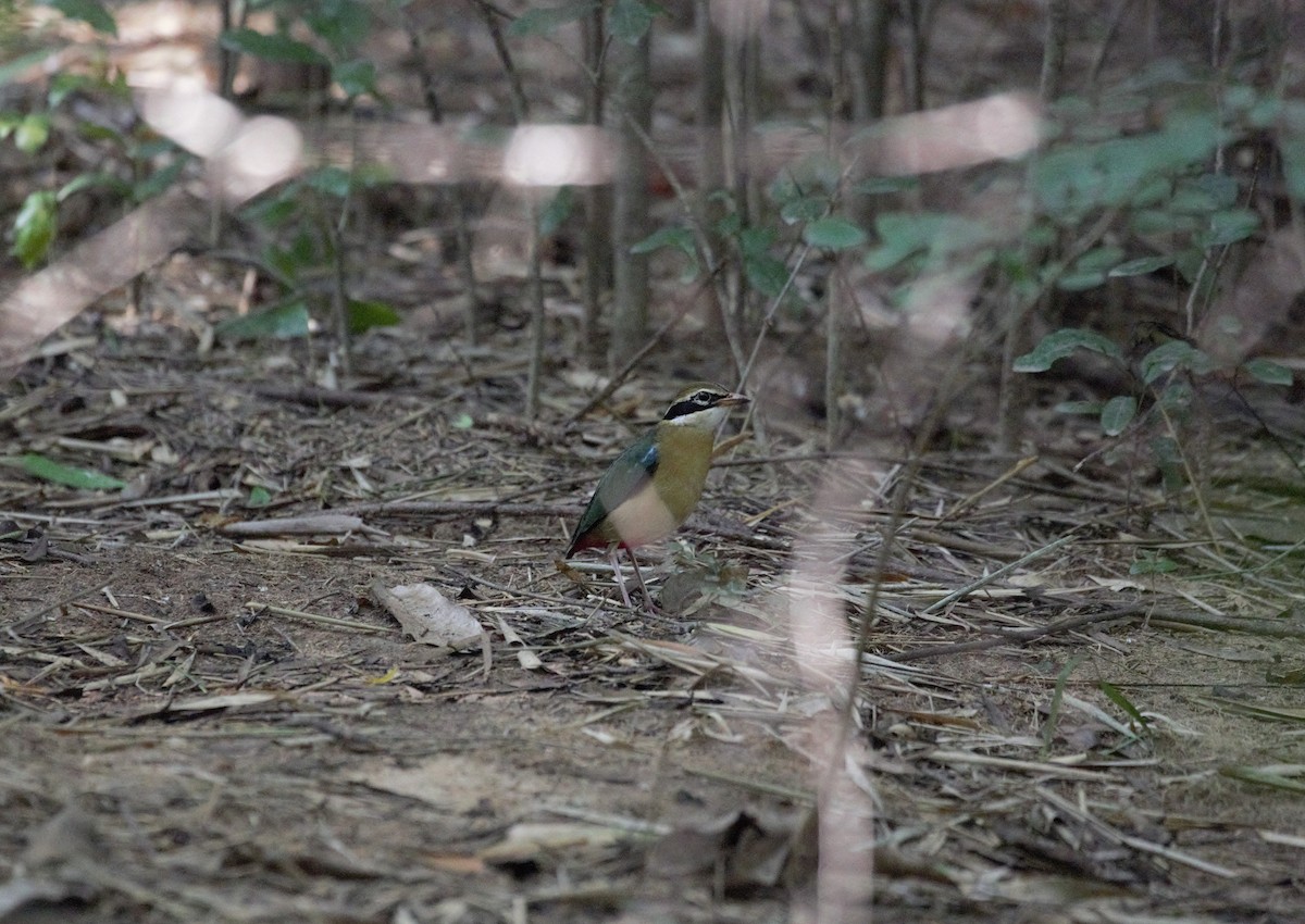 Indian Pitta - Surendhar Boobalan