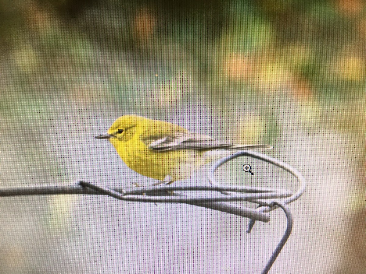 Pine Warbler - ML78411711