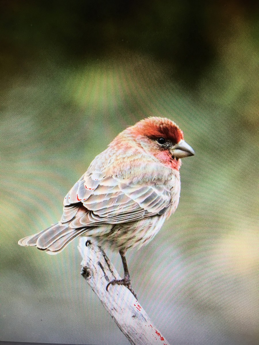 House Finch - ML78411771