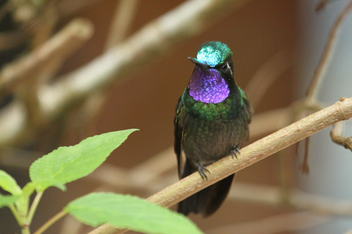 Purple-throated Mountain-gem - ML78414541