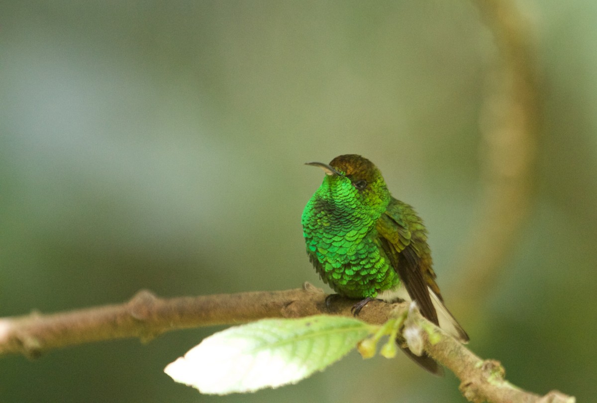 Coppery-headed Emerald - ML78414621