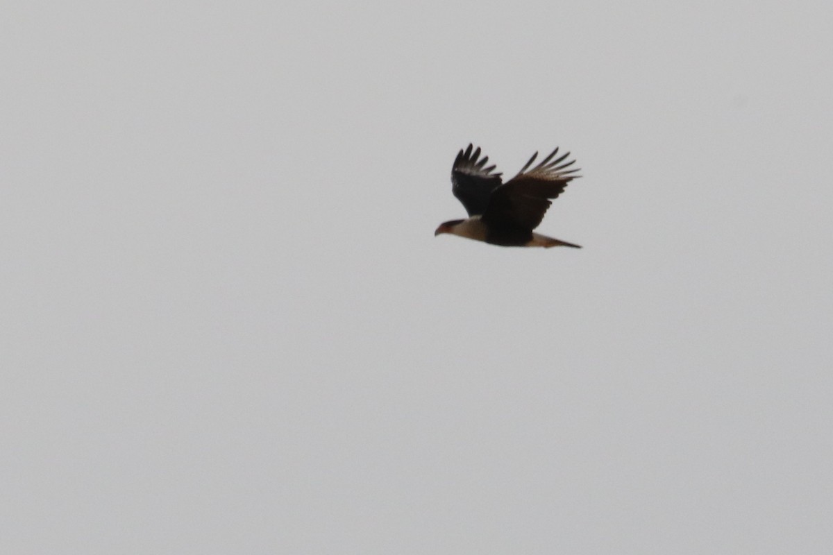 Crested Caracara (Northern) - ML78415701