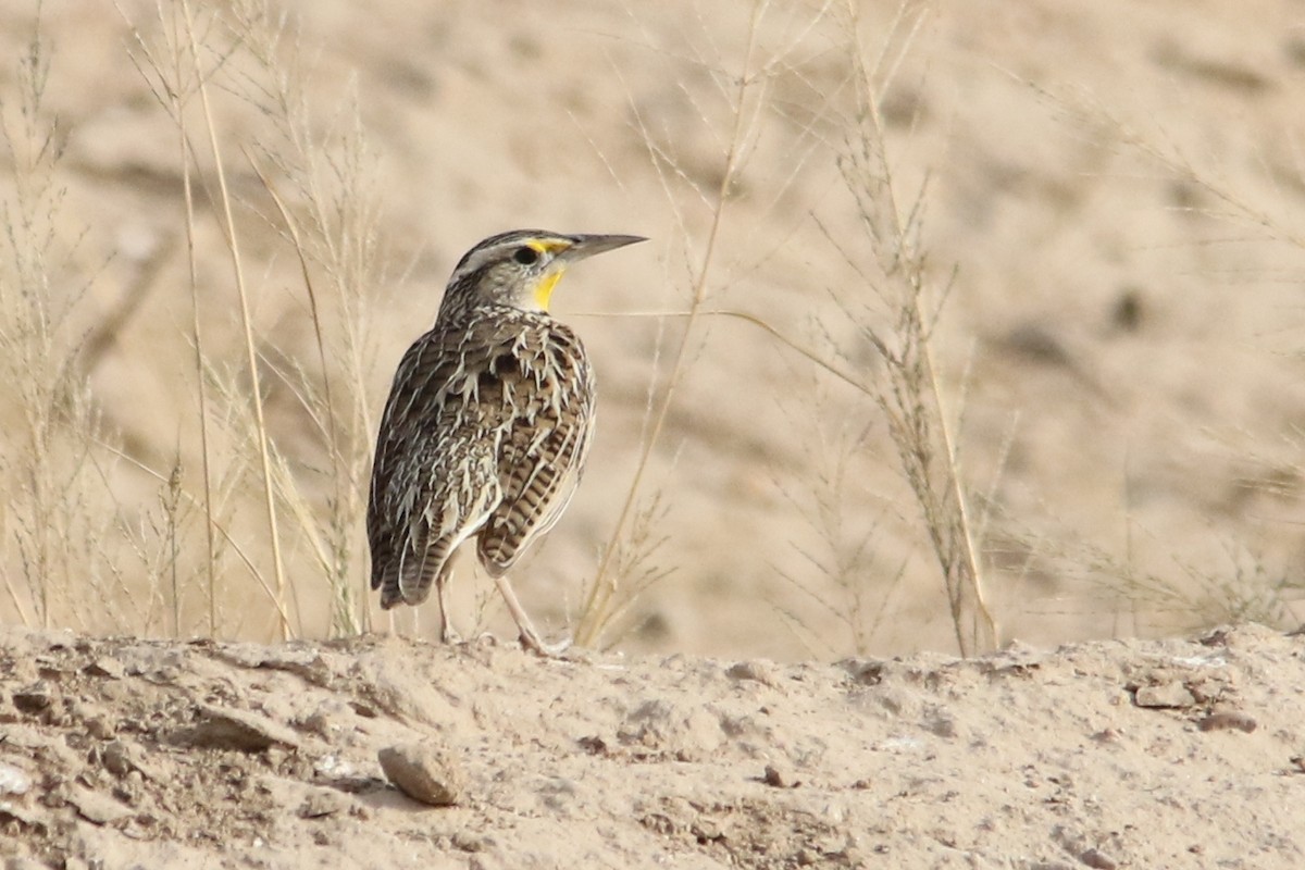 Chihuahuan Meadowlark - ML78415821