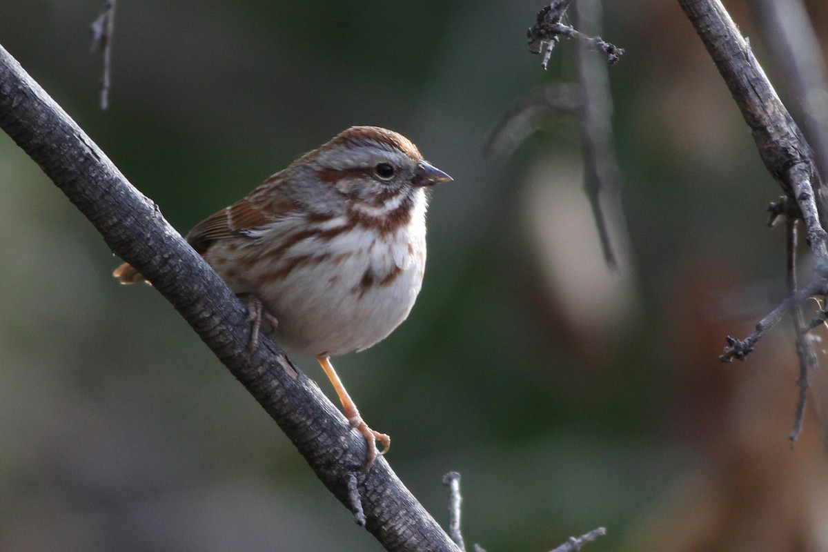 Song Sparrow (fallax Group) - Scott Olmstead