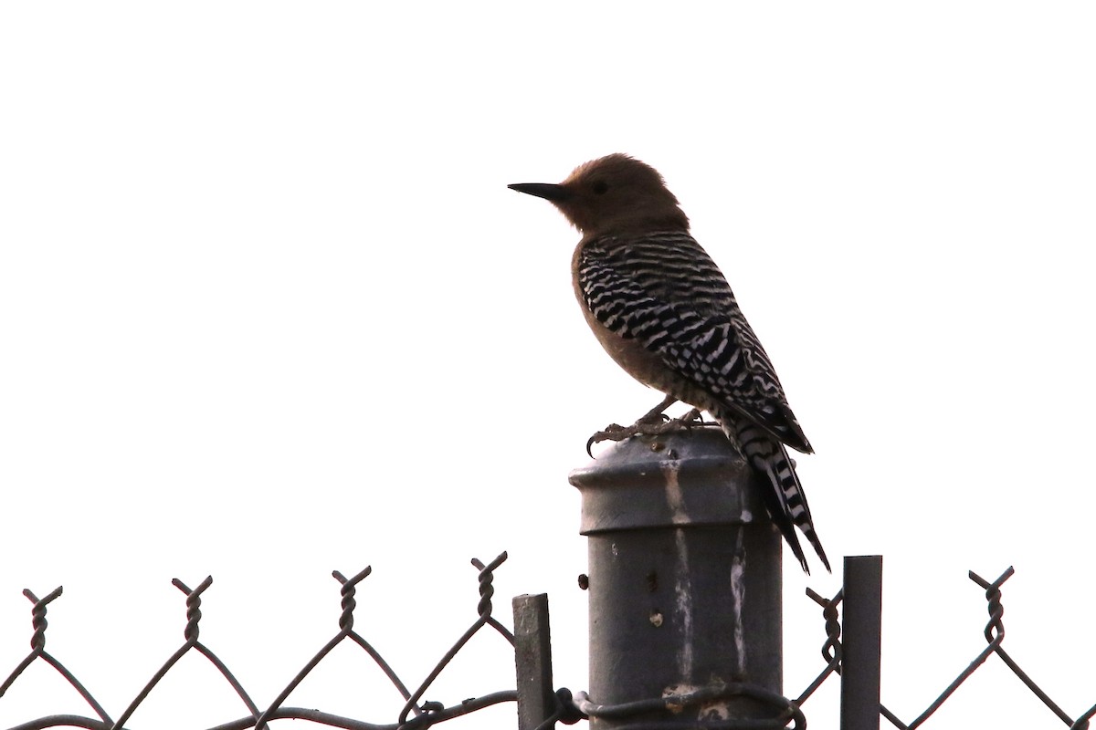 Gila Woodpecker - Louis Hoeniger