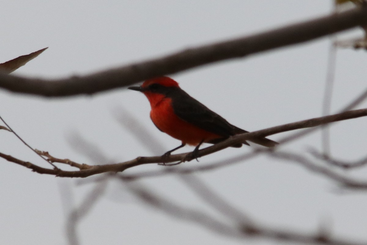 Vermilion Flycatcher - Louis Hoeniger