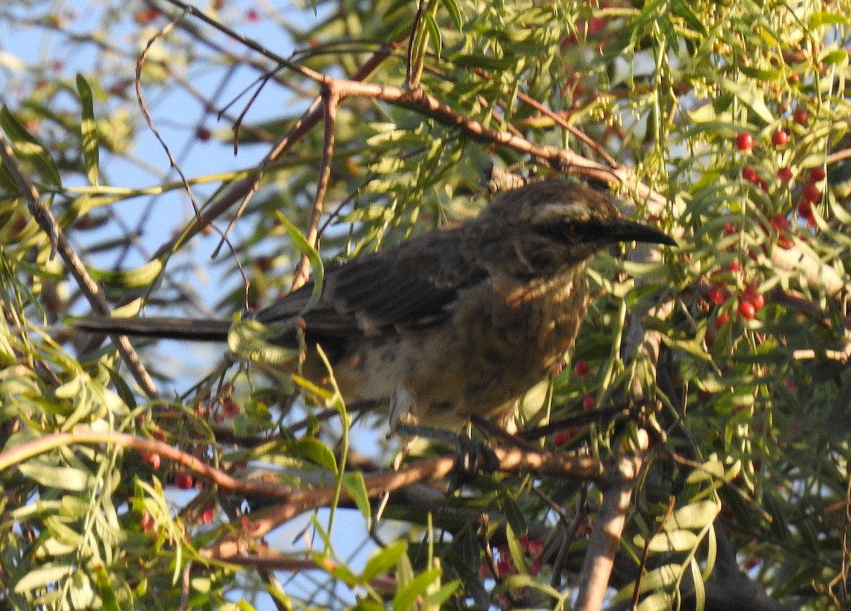 Long-tailed Mockingbird - ML78422141