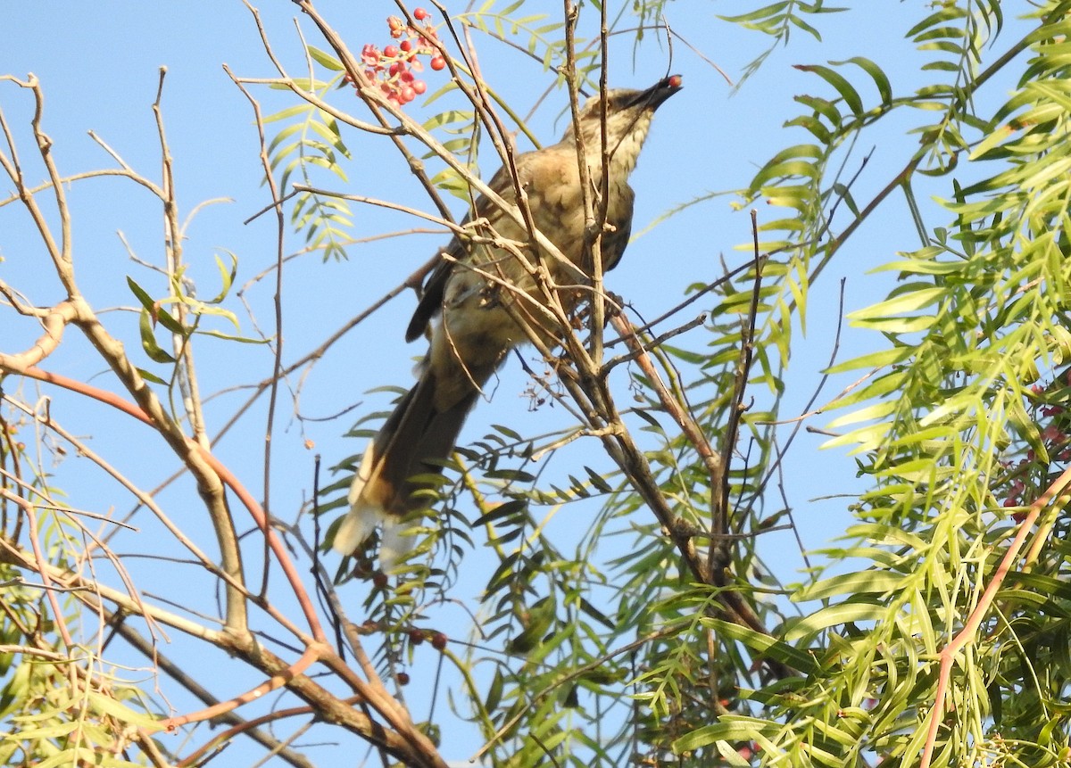 Long-tailed Mockingbird - ML78422151