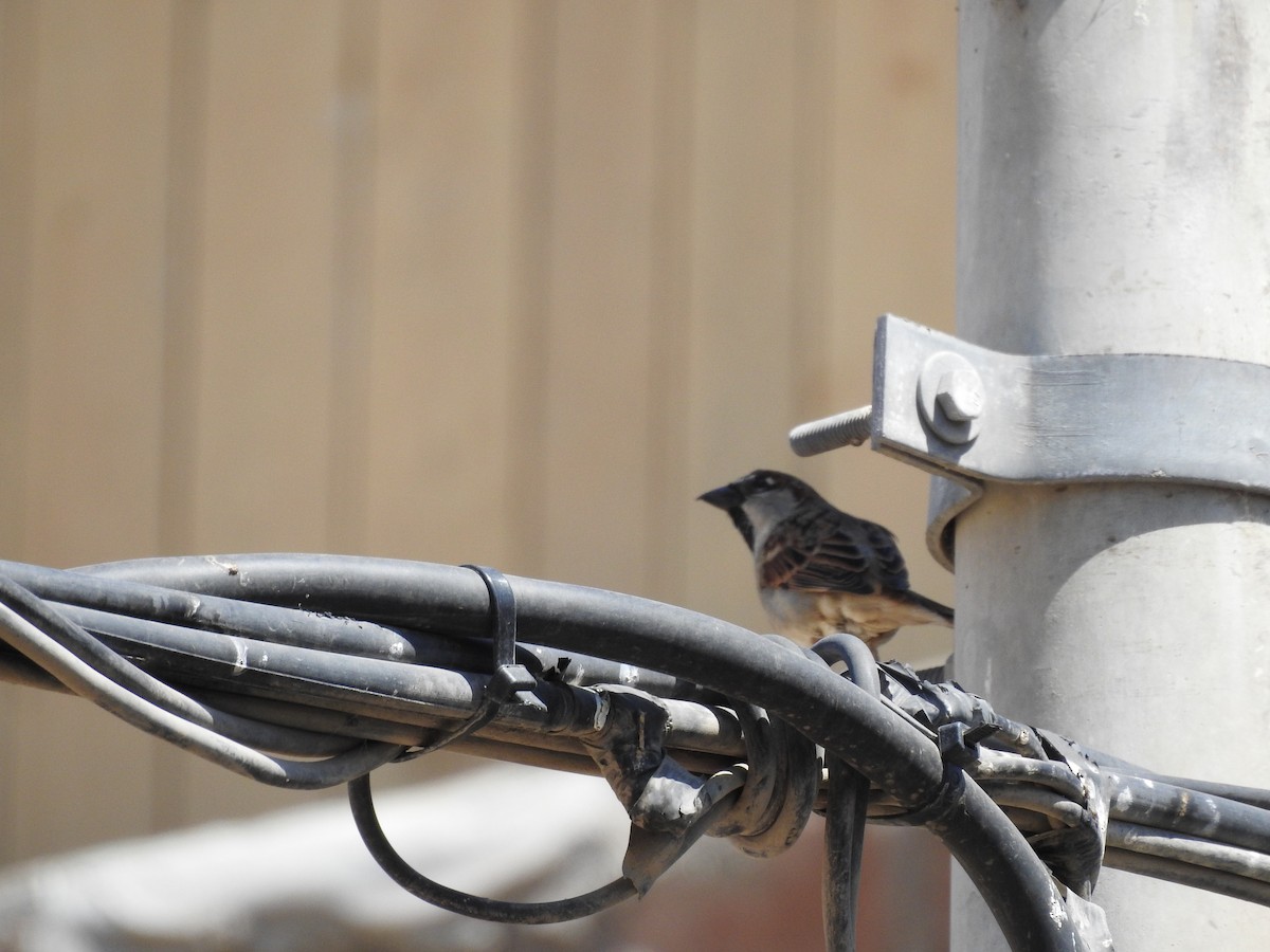 House Sparrow - ML78422541