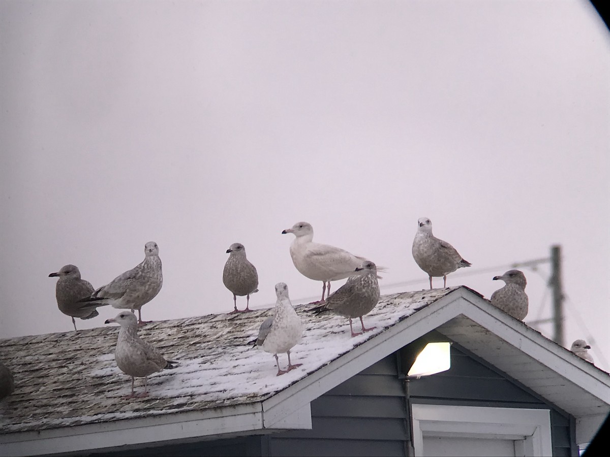 Glaucous Gull - ML78422931