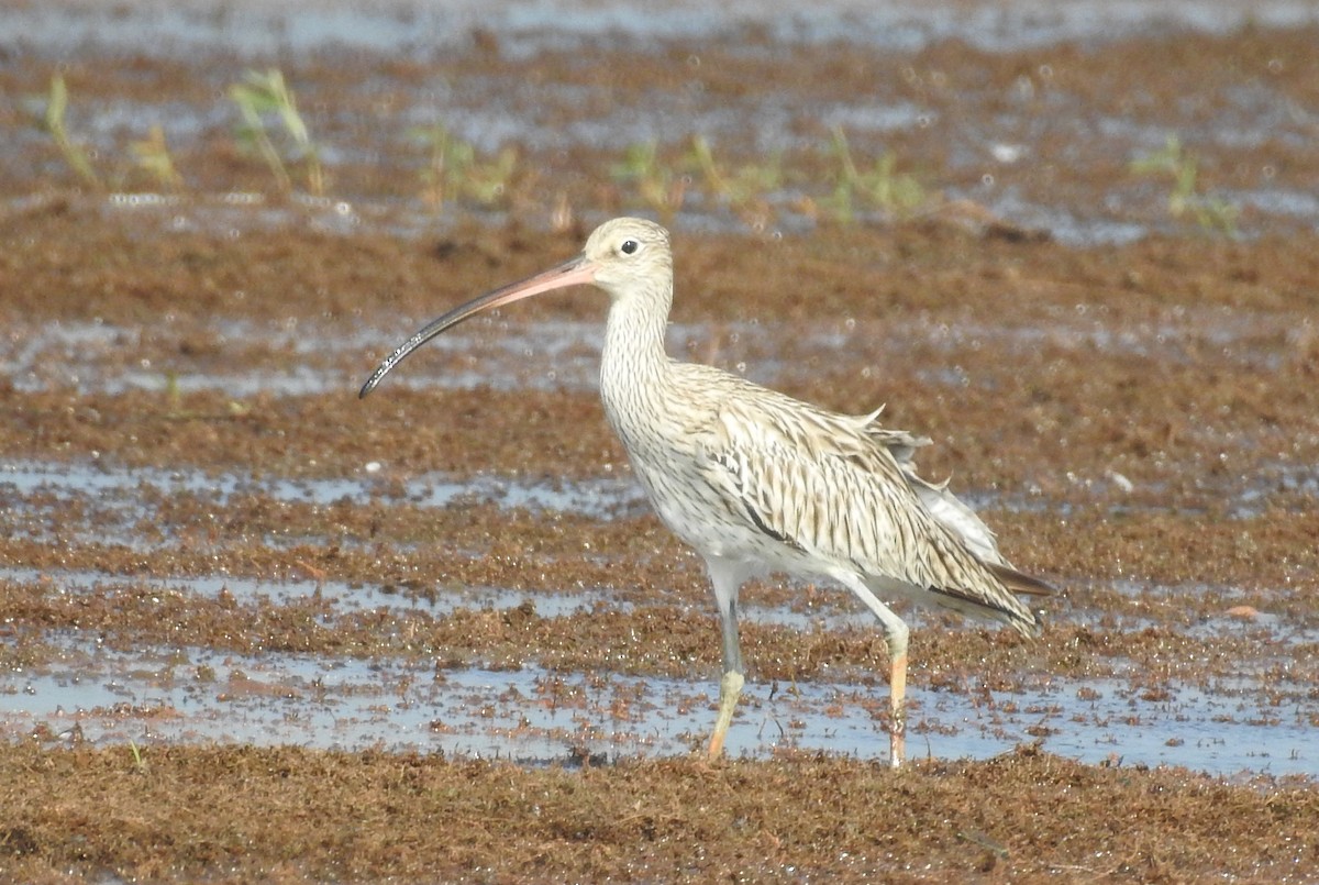 Eurasian Curlew - Vivek Chandran