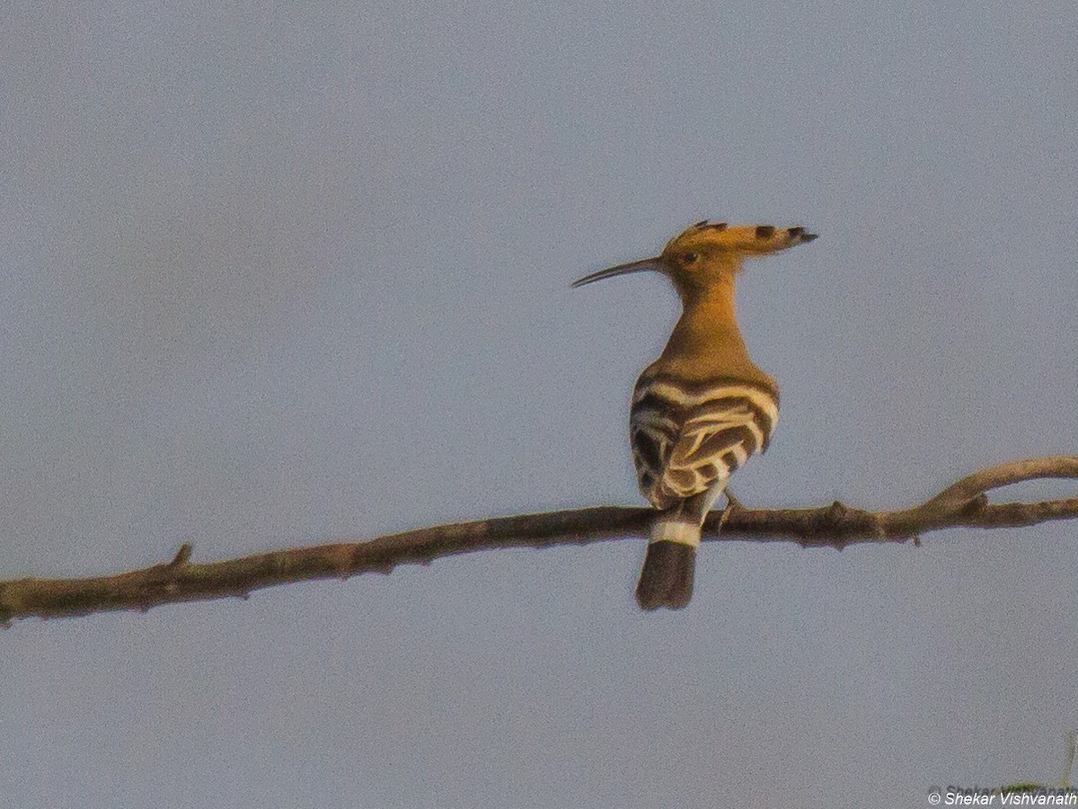 Eurasian Hoopoe - Shekar Vishvanath