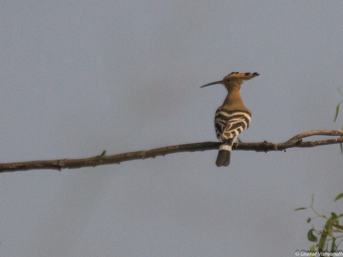 Eurasian Hoopoe - ML78425411