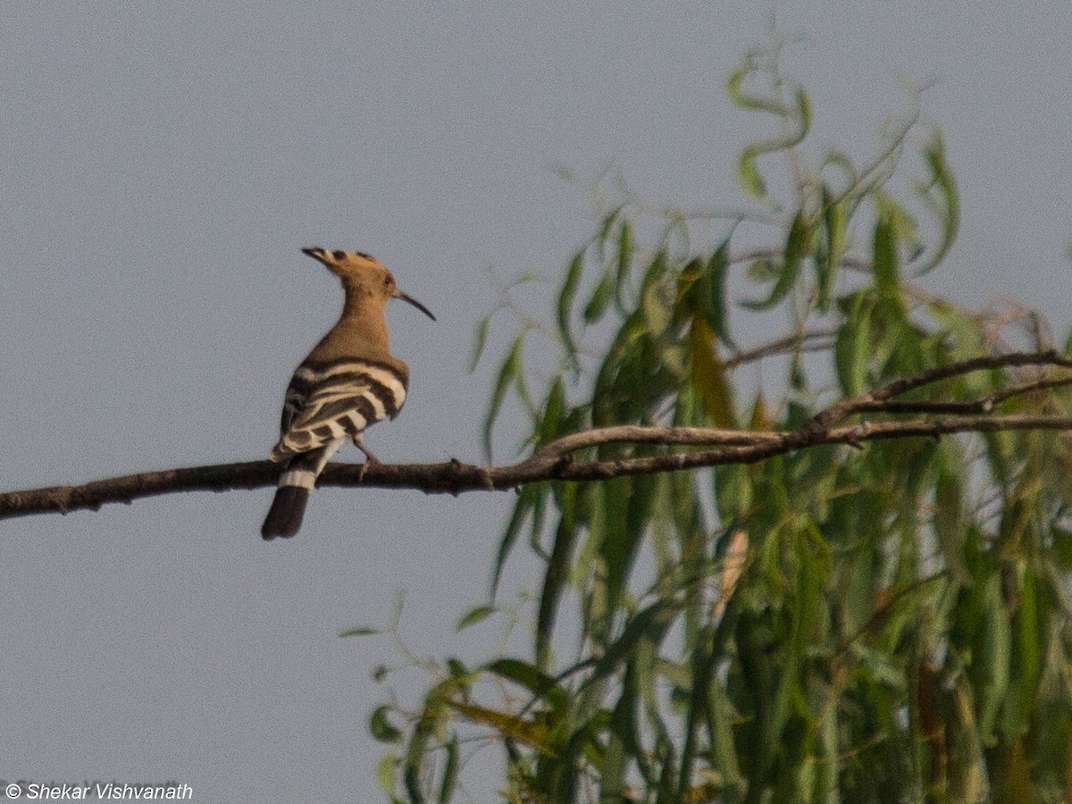 Eurasian Hoopoe - Shekar Vishvanath