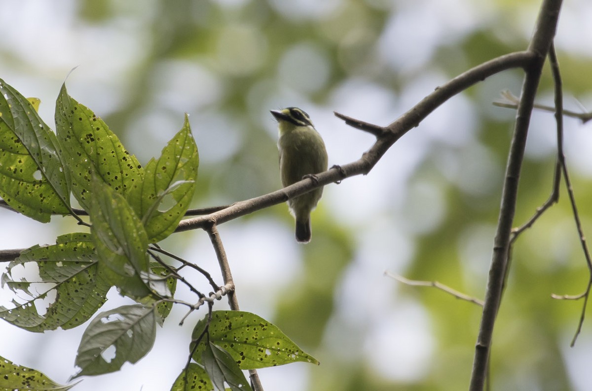 Yellow-throated Tinkerbird - Michael Todd