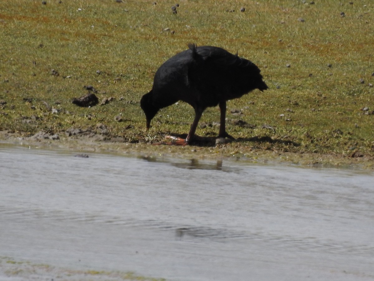 Giant Coot - Teresa Cohen