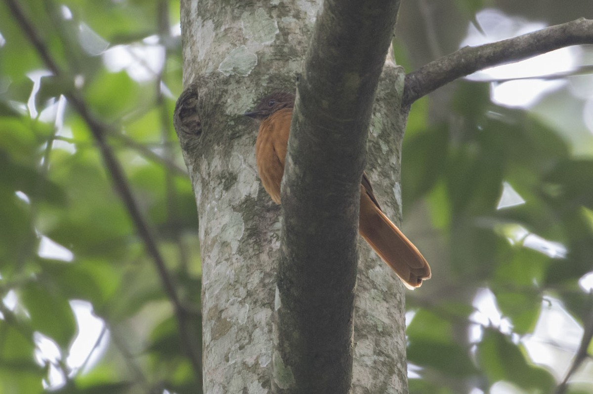 Rufous Flycatcher-Thrush - ML78426741