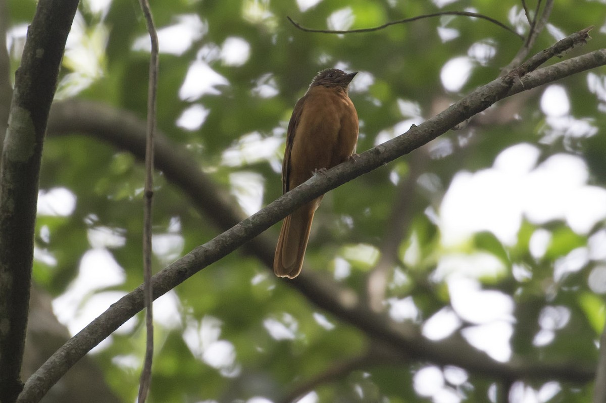 Rufous Flycatcher-Thrush - ML78426751