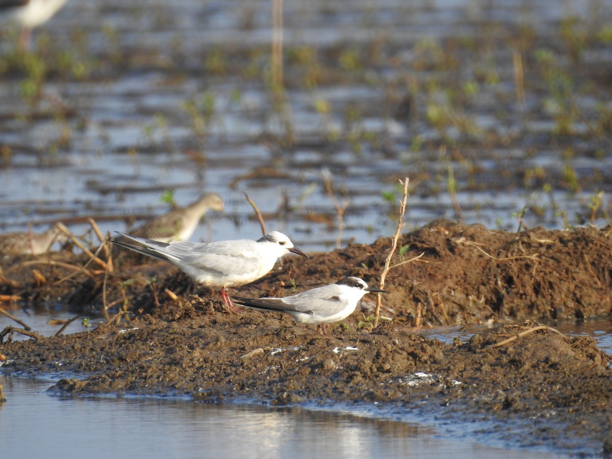 Little/Saunders's Tern - ML78427041